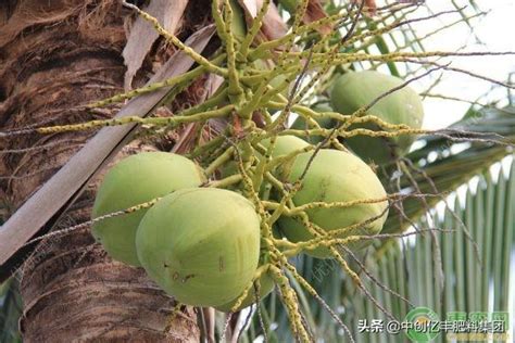 椰子怎麼種|椰子樹種植技術與管理